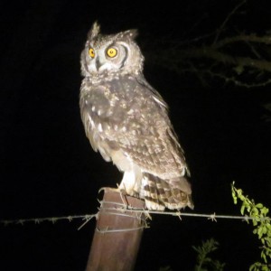 Nocturne Podcast Episode #1 - Night Owls